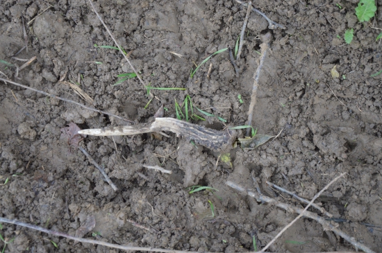 L.40.Parádní kousek!