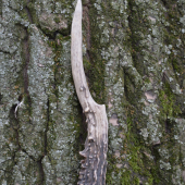 Po očistě.23cm.