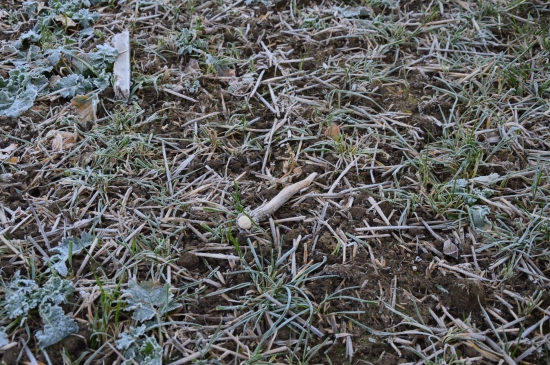 L.41.Mrazivé ráno.