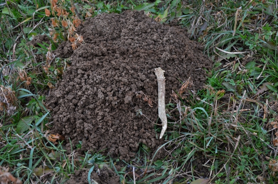 L.46.Už i krtci mají shozeno:-)