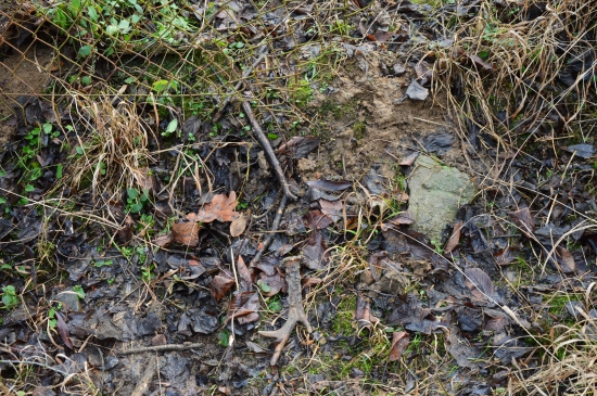 L.47.Za plotem starého sadu.