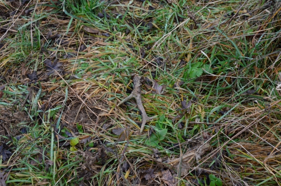 L.49.Dnes druhý čerstvý.