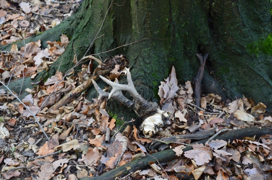 Kousek od jezevčí nory.