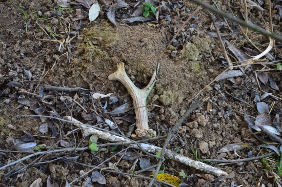 51.Liška si pohrála:-)