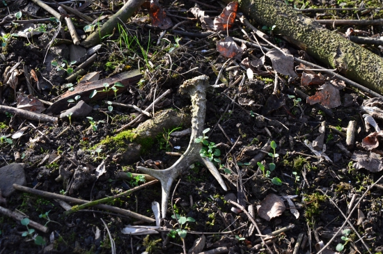 L.52.Poslední v roce 2016.