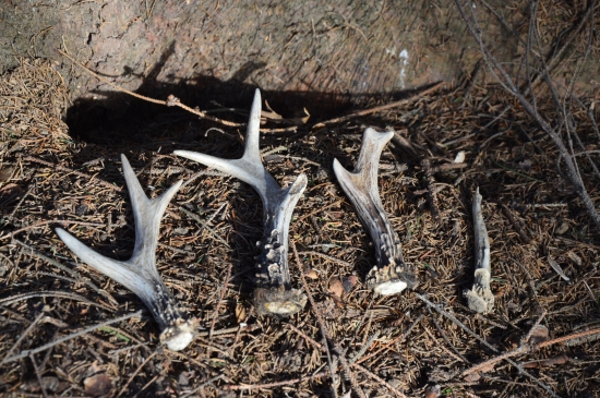 3.3.17.Když se daří :-)