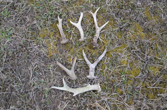 Tři čerstvé tři starší.