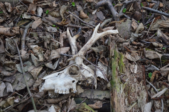 Pár metrů od krmelce.