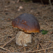 Hřib smrkový.
