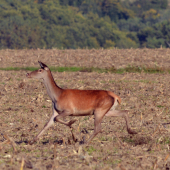 Vyhnána houbaři.
