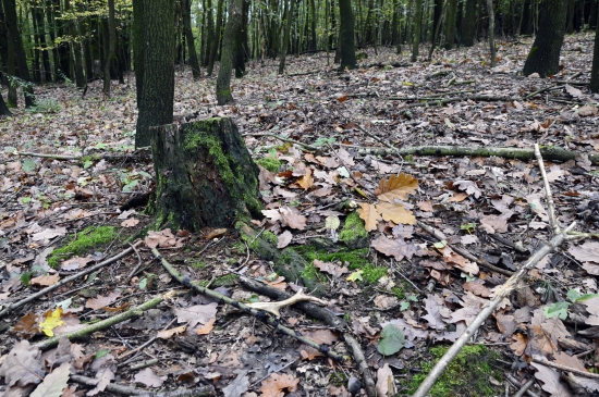 46.17.Bonus k hřibům.