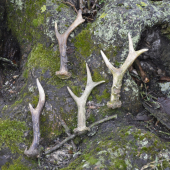 Zasloužené.