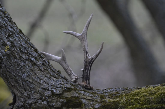 Krátká,ale úspěšná vycházka.