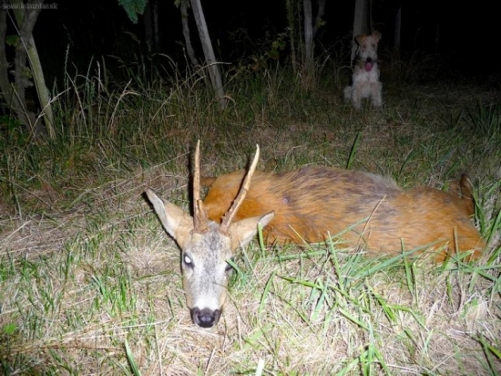 môj srnec - starček