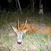 môj srnec - starček