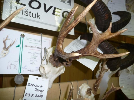 chovateľská prehliadka