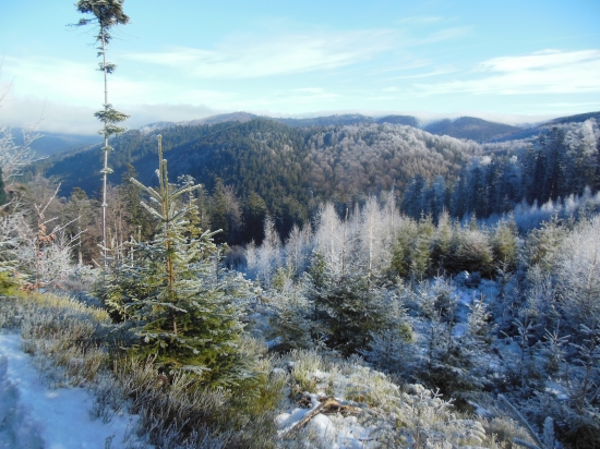 Na spoločnej poľovačke