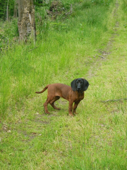 Na prechádzke s Herosom