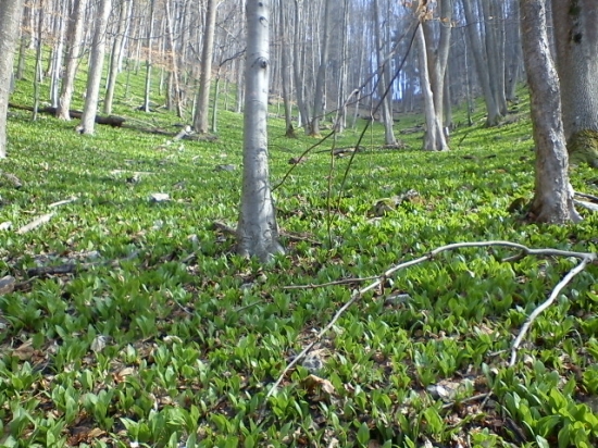 To sa len tak nevidi toľko medvedieho cesnaku :))