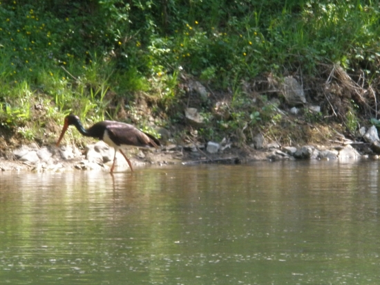 Bocian čierny.
