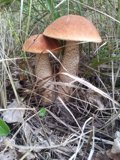 Pozri komentár... :-)