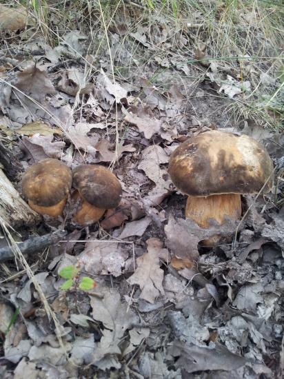 Pozri komentár... :-)