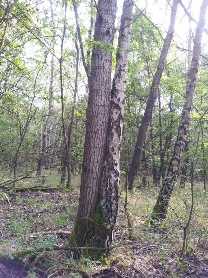 Doživotné objatie a vernosť...