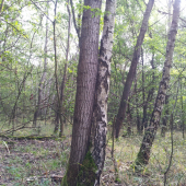 Doživotné objatie a vernosť...