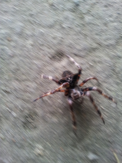 Osmonohý predátor...