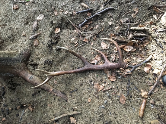 Na jedenástej vychádzke