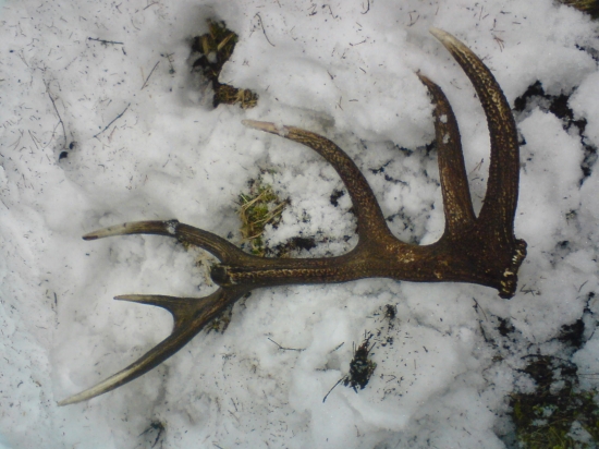 Minuloročný potesil