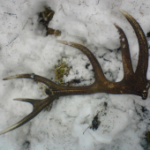 Minuloročný potesil