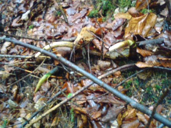 Parka z  fotky v listi 500 m dalej