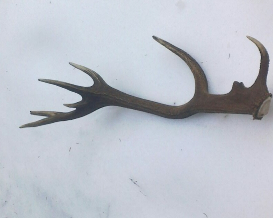 Dnes nájdený..kamarátov..veľmi nádejný jeleň .....