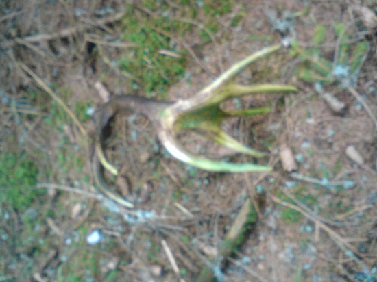 Dnes nájdený minuloročný .