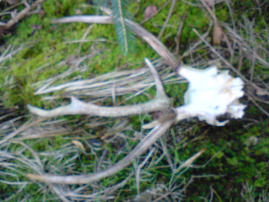 Včerajšie v mladine ..