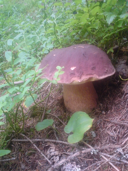 Hríb kráľovský ..