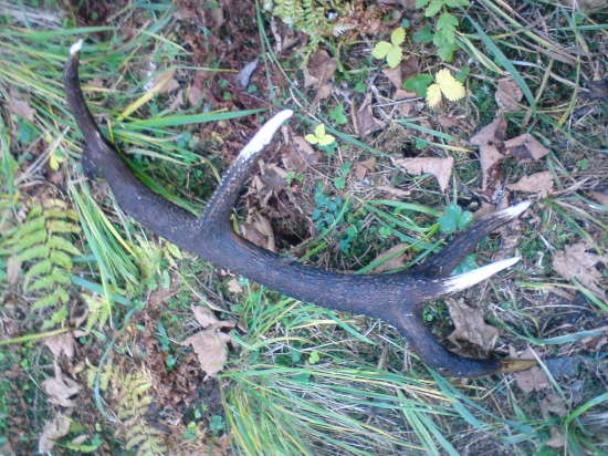 cestou domou  a zrazu je tam