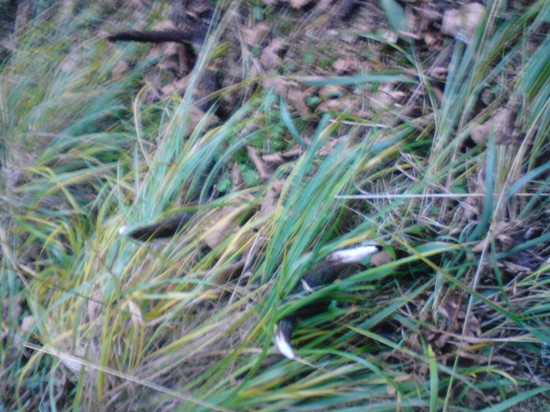 Tak si lezal vcera cestou domou