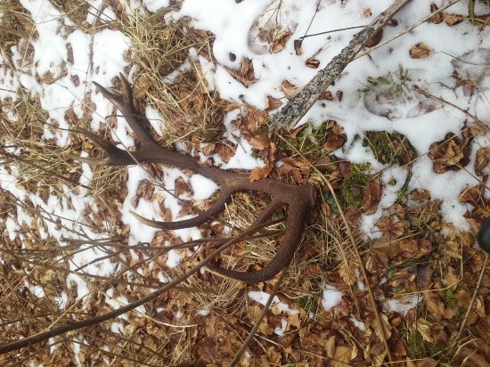 para k parohu bukovy