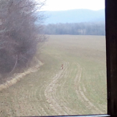 liška