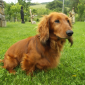 Pajdo