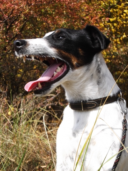 Hurikán Slovakia UZI