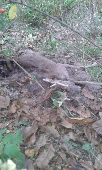 Na spolocnej poľovačke