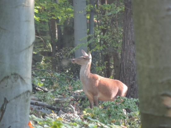 hm,niečo sa mi tu nezdá