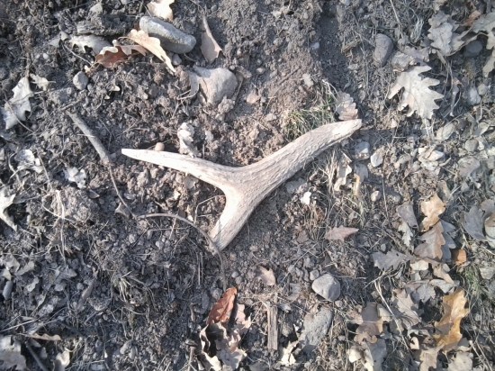 škoda že nebol celý