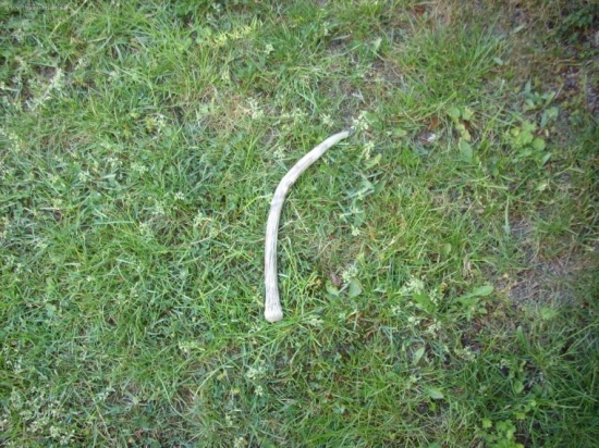 špicak
