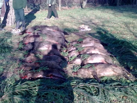 úspešná spločná poľovačka