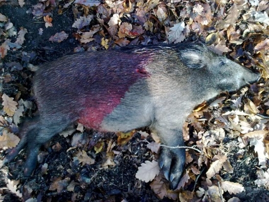 kamrátov prvý diviak