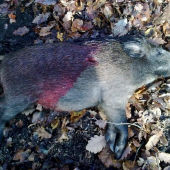 kamrátov prvý diviak